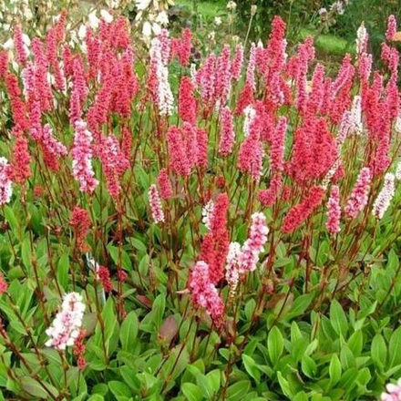 Горец родственный Кабоутер С2