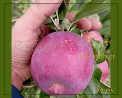 Яблоня Орлик