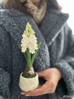 Гиацинт в подарок к празднику