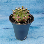 Gymnocalycium T-Rex Pink hybride (Гимнокалициум T-rex)