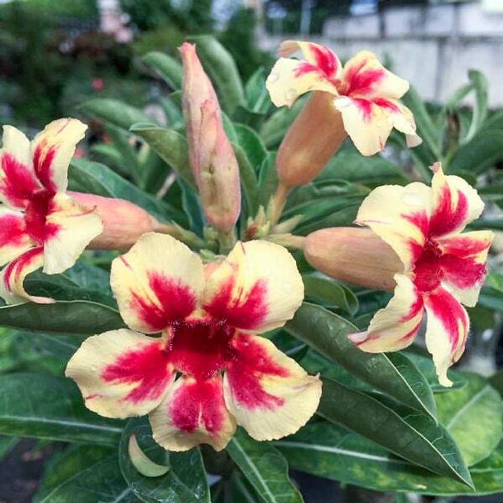 Адениум обесум 279 Star Slutter Mutation