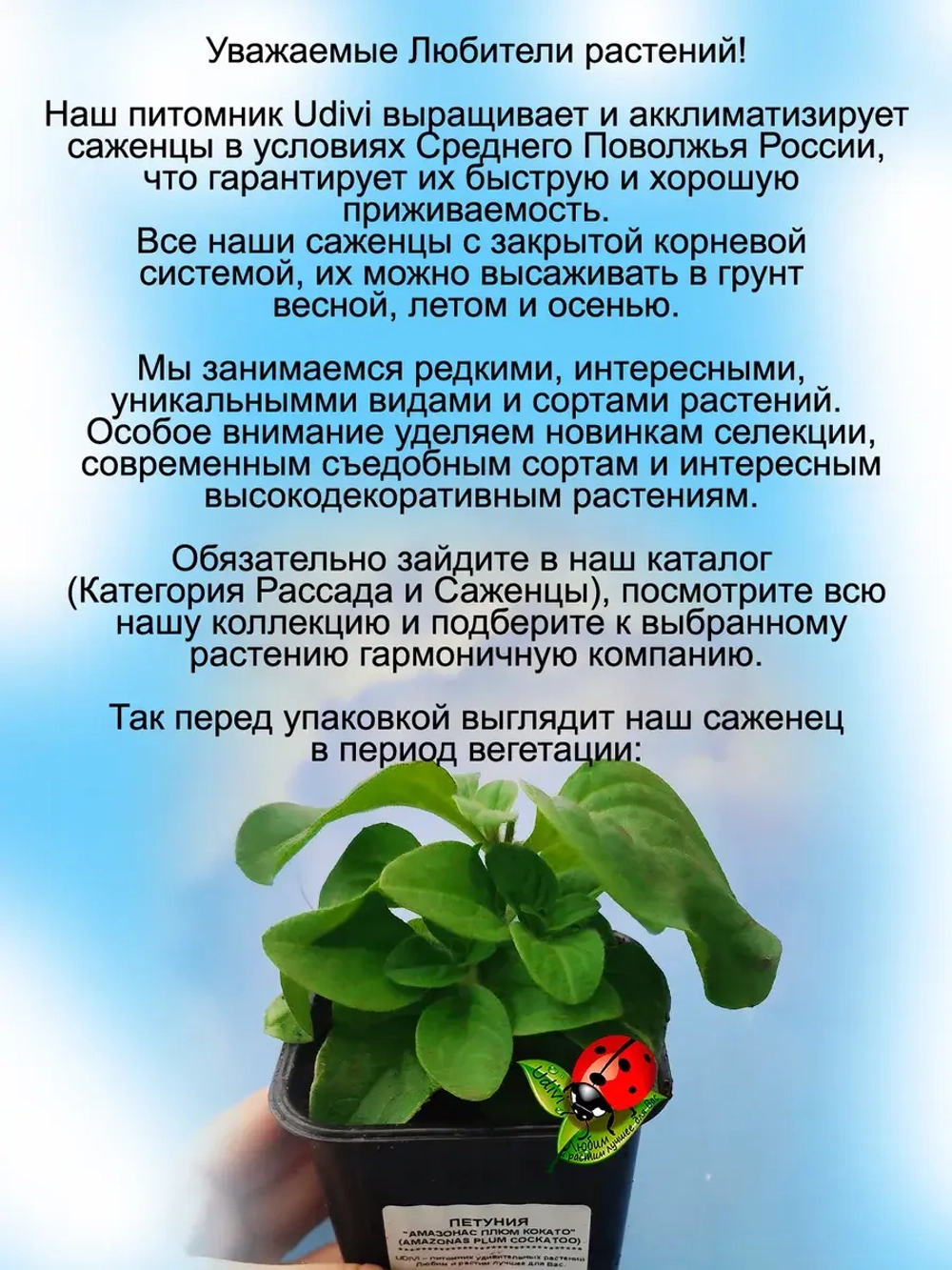 Петуния Амазонас Плам Кокату вегетативная