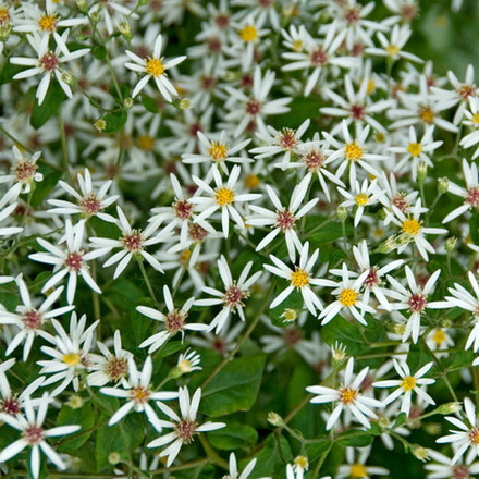Астра растопыренная. Aster divaricatus.