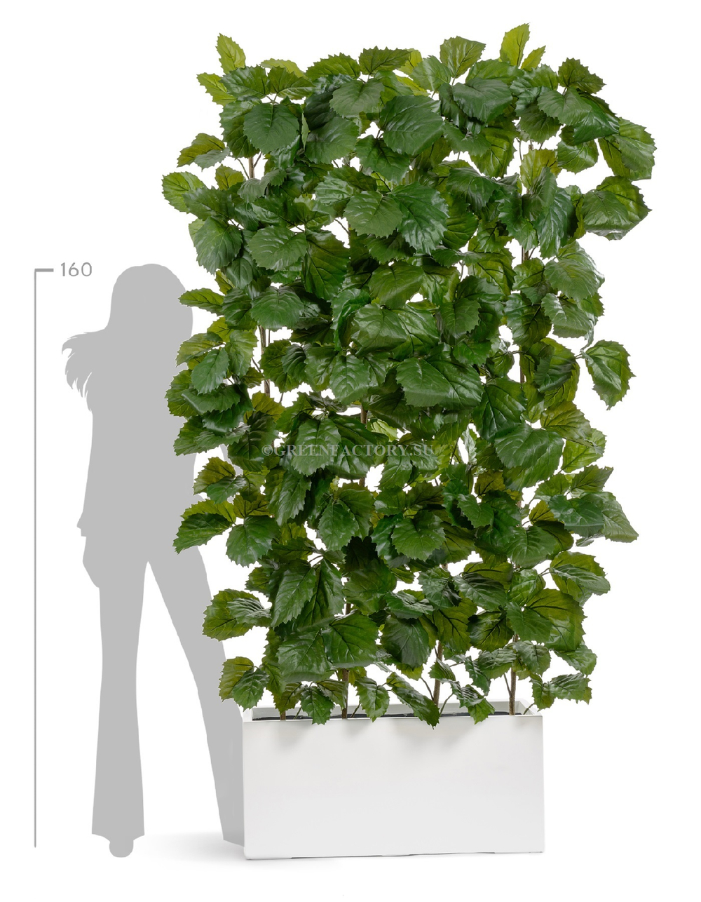 Тетрастигма ветвь де Люкс интерьерная (с крепежным элементом)