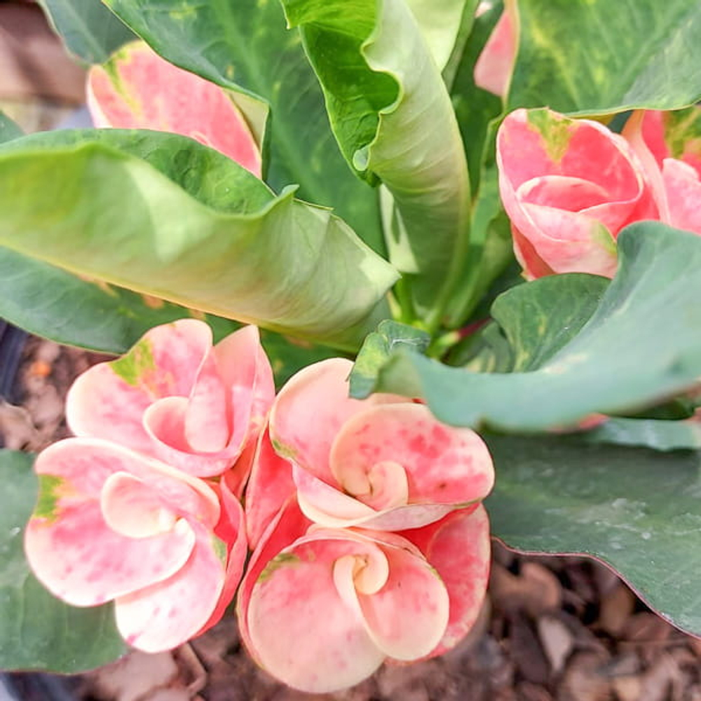 Эуфорбия Миля HYDRANGEA