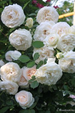 Пояль Рояль (Palais Royal)