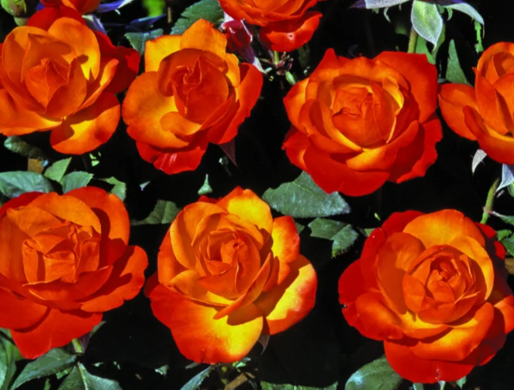 Роза флорибунда Темпи Модерни ОКС конец апреля -май 2026