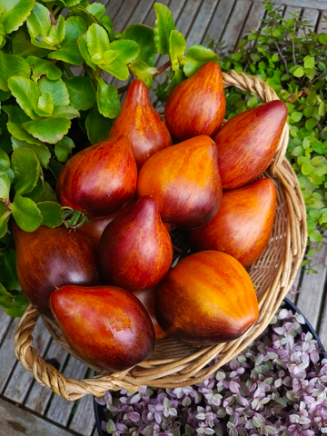 Сладкая карамель Софии сорт томата