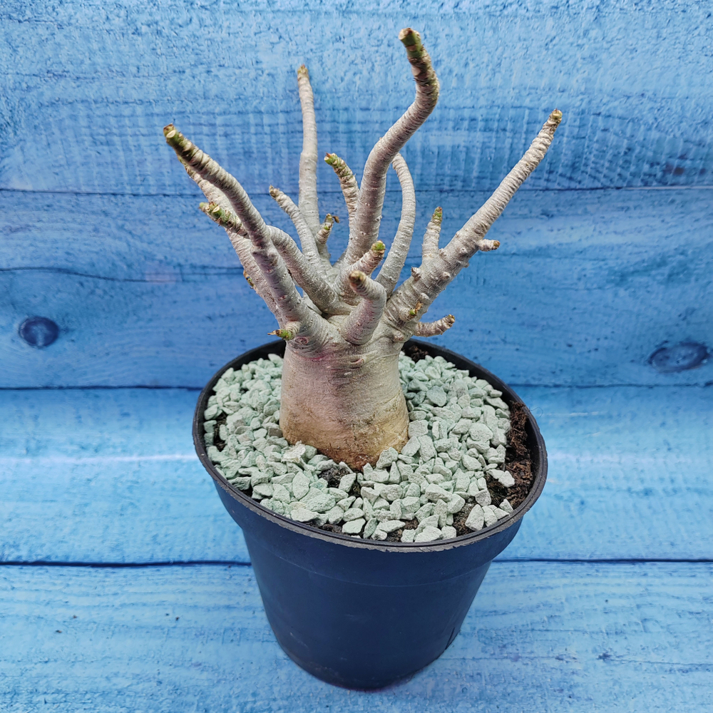 Adenium Baobab (Адениум)