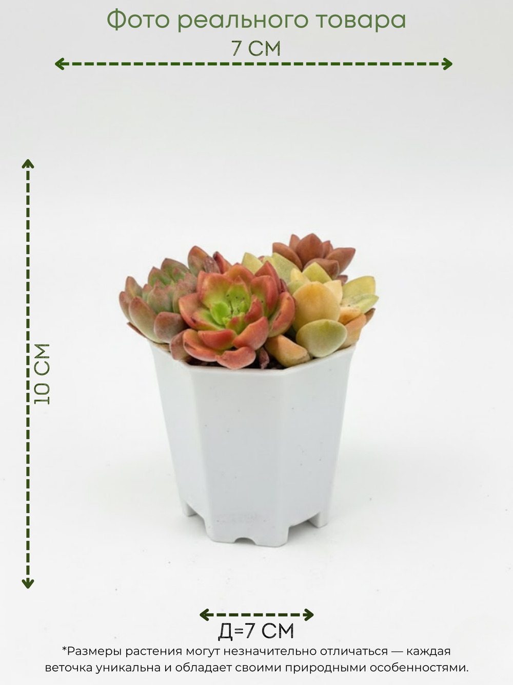 Суккулент микс д. 7