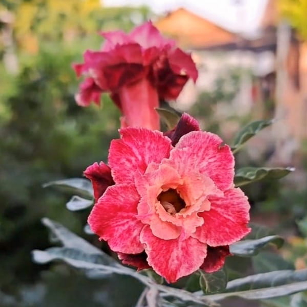 Адениум FLAMINGO