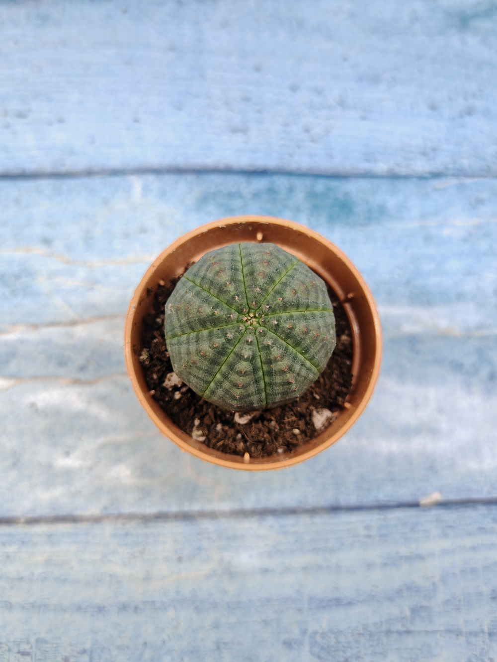 Euphoria Obesa (Эуфорбия)