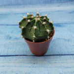 Gymnocalycium Friedrichii (Гимнокалициум)