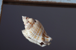 Ракушка Стромбус гиббосус (Gibberulus gibbosus)
