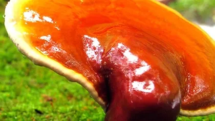 Рейши (трутовик лакированный)