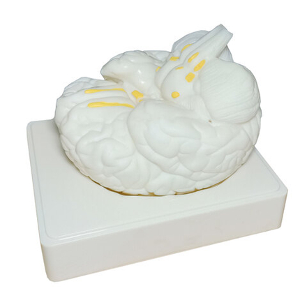 Модель Мозг в разрезе