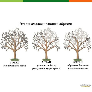 Санитарная обрезка взрослого запущенного сада: с чего начать восстановление
