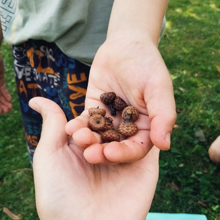 «Окружающий мир» - цикл прогулок