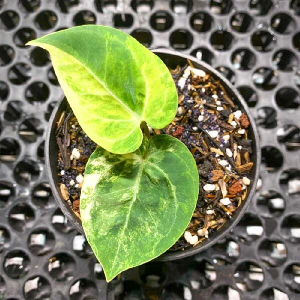 Антуриум MAGNA x KOS