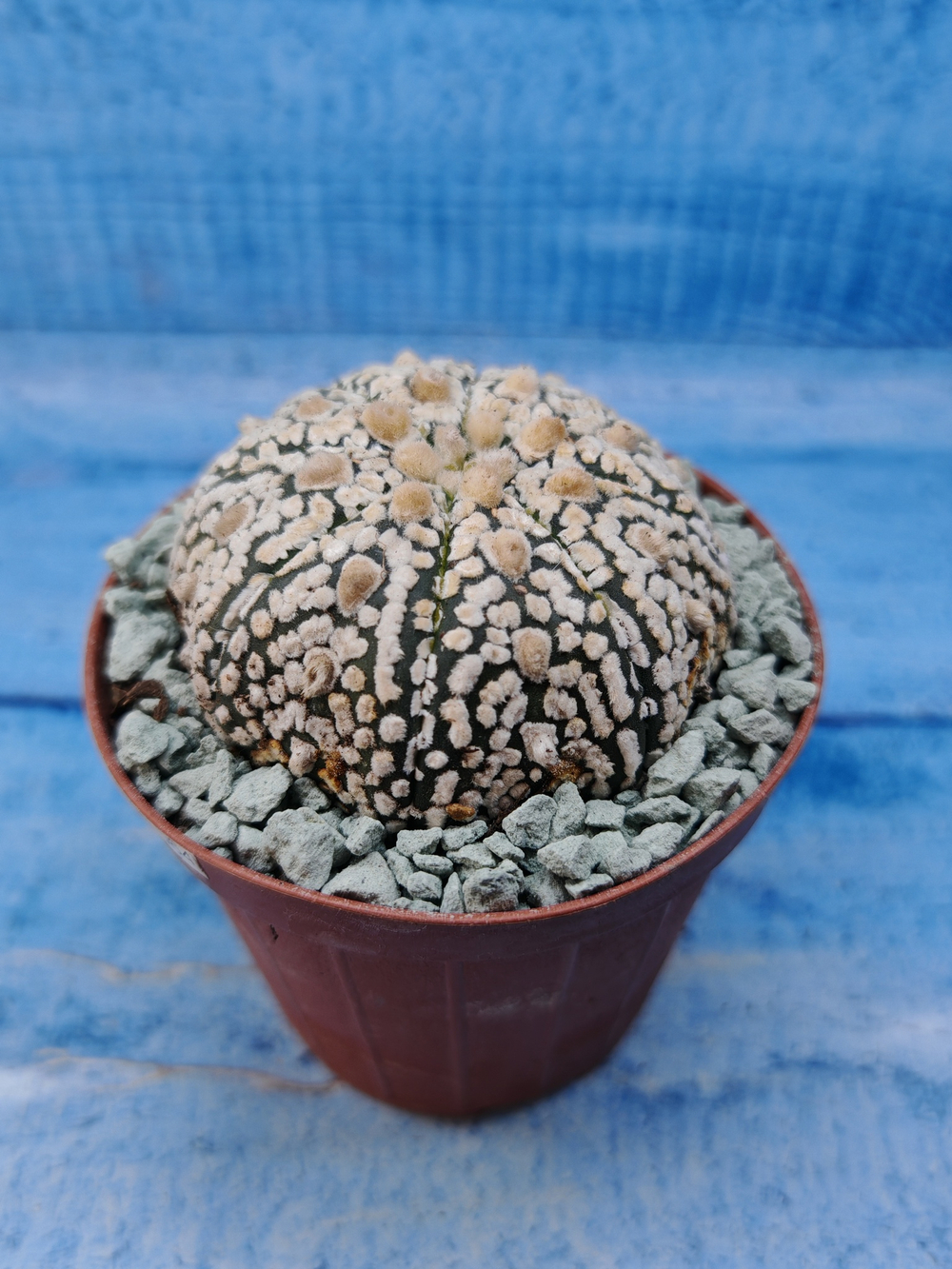 Astrophytum Asterias "Super Kabuto" (Астрофитум)