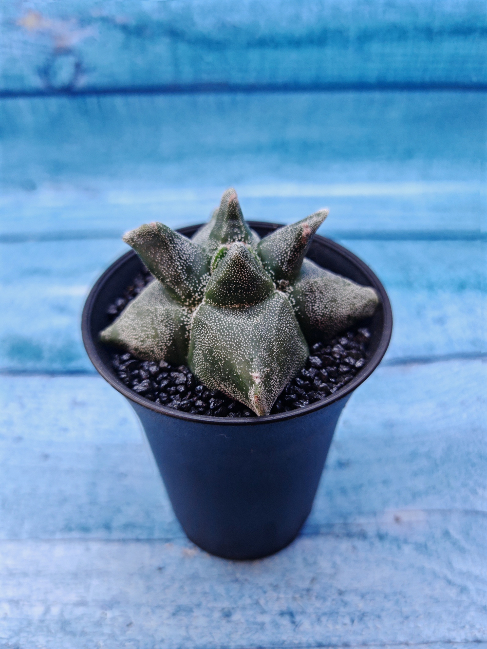 Astrophytum Myriostigma monstrosa (Астрофитум)