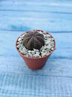 Суккулент Euphorbia Obesa (Эуфорбия)