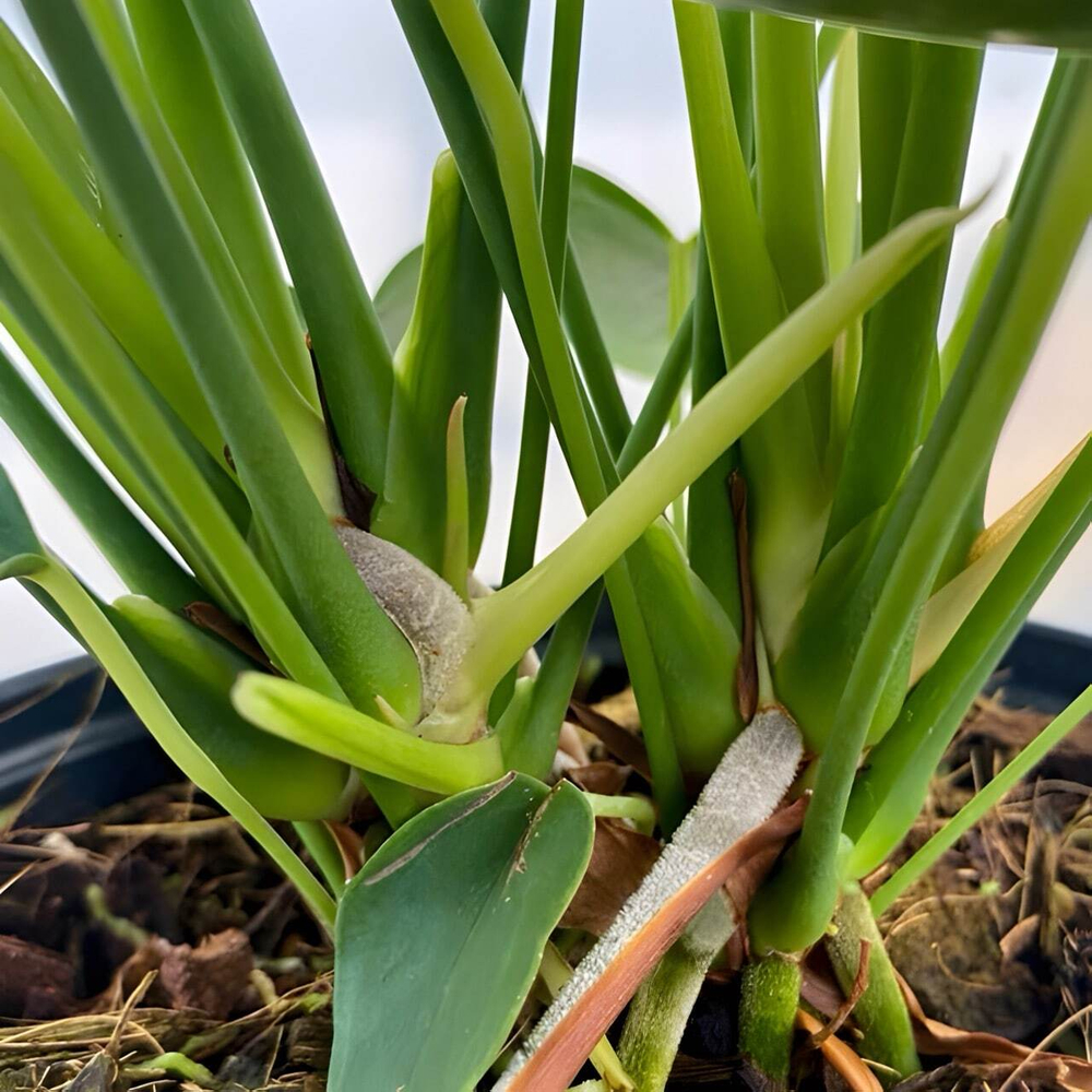 Антуриум Андрэ FLORIDA