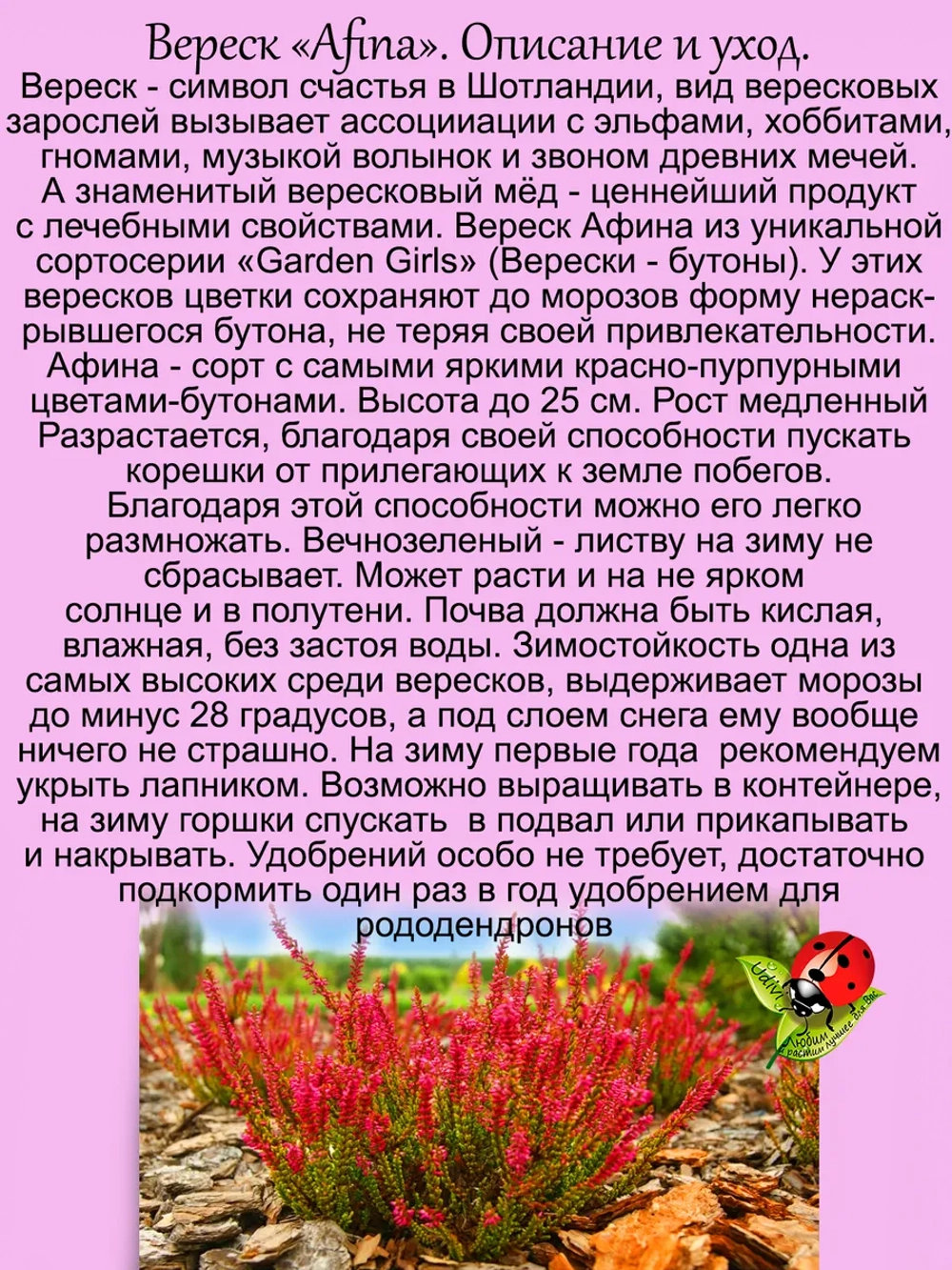 Вереск Афина красно пурпурный бутонный