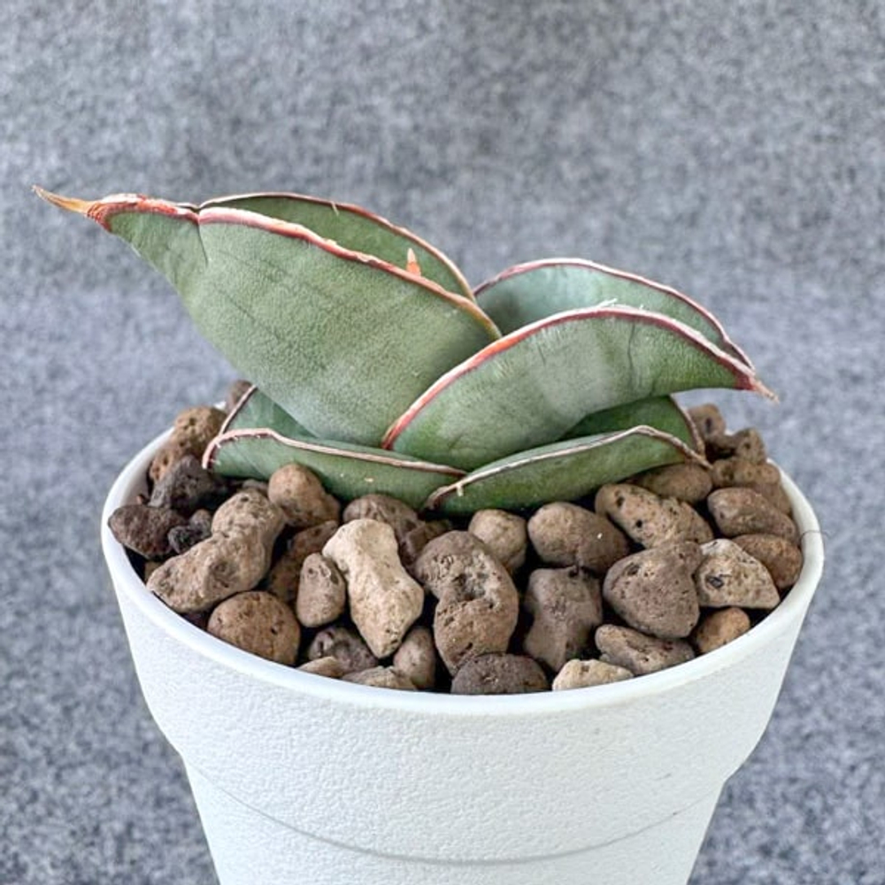 Сансевиерия BANANA