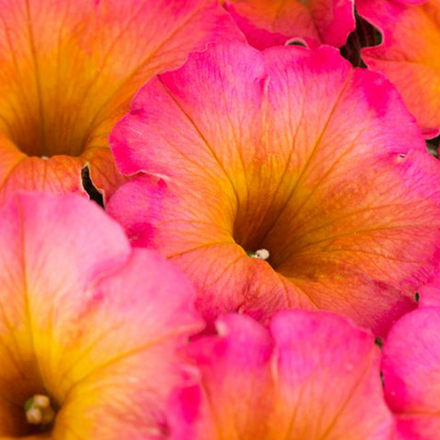 ЕВРО Петуния Flower Shower Mayan Sunset укорененный черенок ОКС декабрь 25