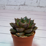 Echeveria Purpusorum (Эхеверия)