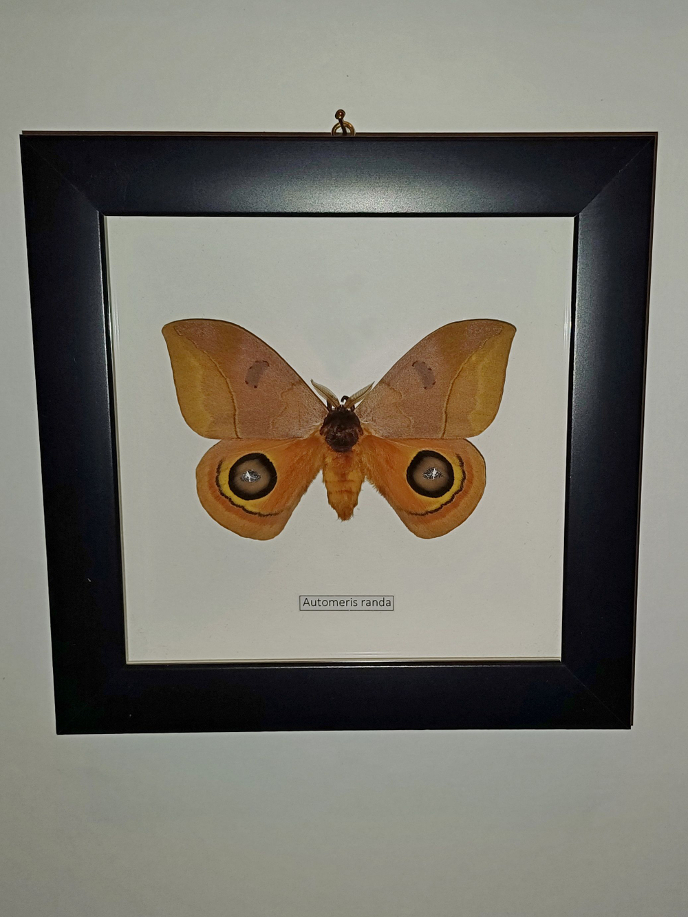 Бабочка Automeris randa самец в рамке
