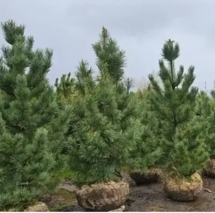 Сосна кедровая европейская (ком) 140-160