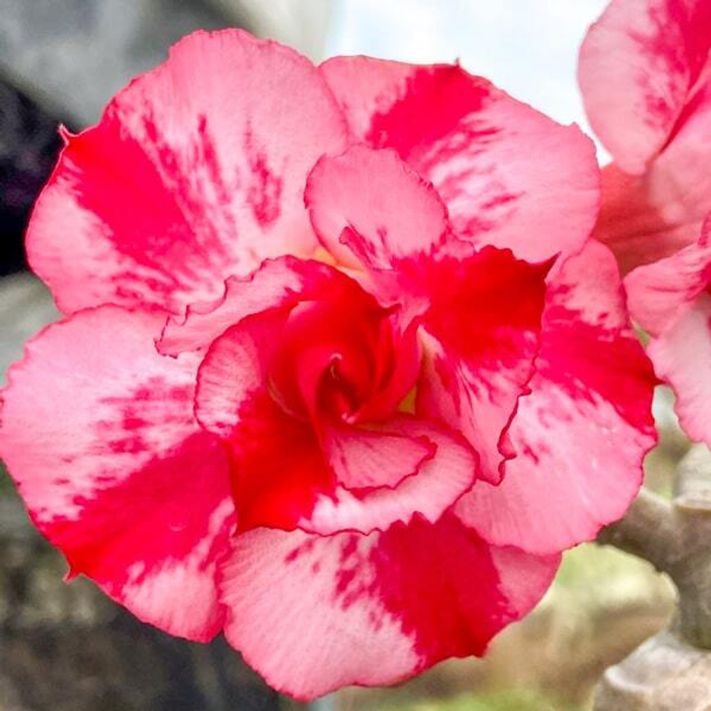 Адениум обесум GOOD MORNING