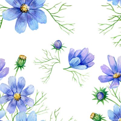 голубые ромашки