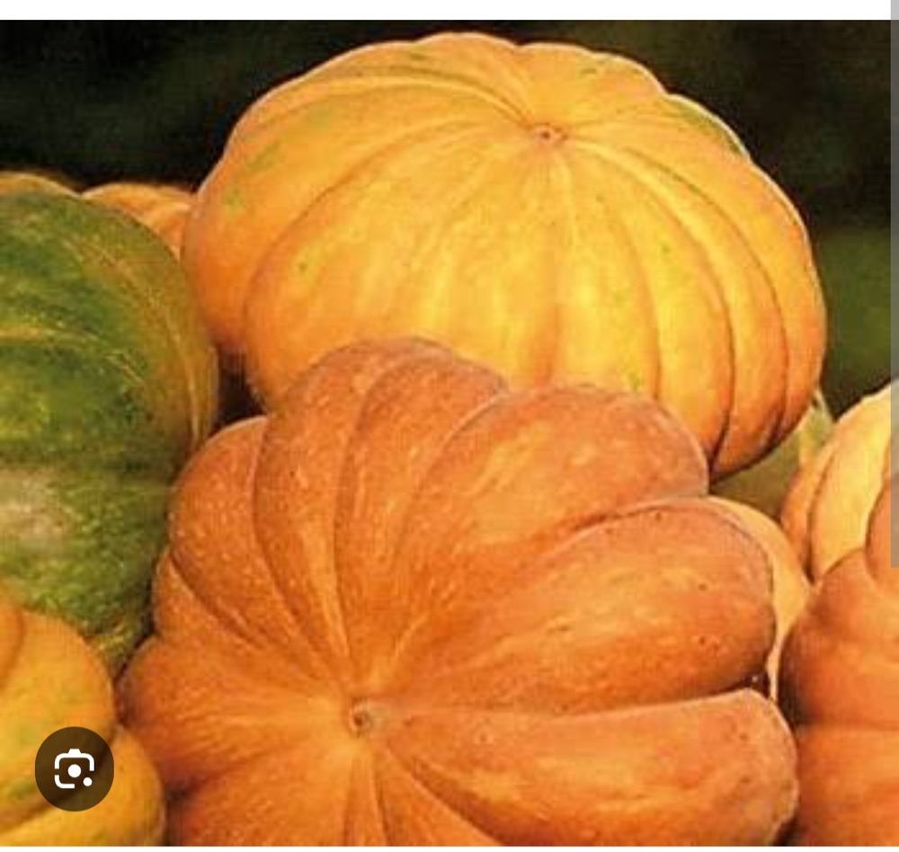 Тыква ромашка Мускат де Прованс Provence std 500гр