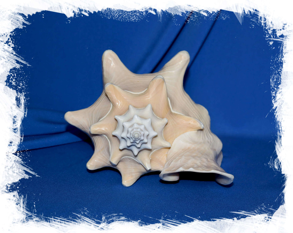 Стромбус Гигас 21-25 см