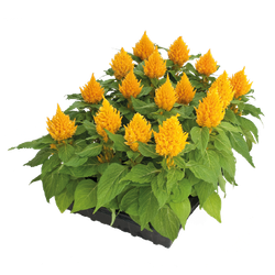 Целозия перистая Глориас Еллоу (50шт) Витагрин Профи