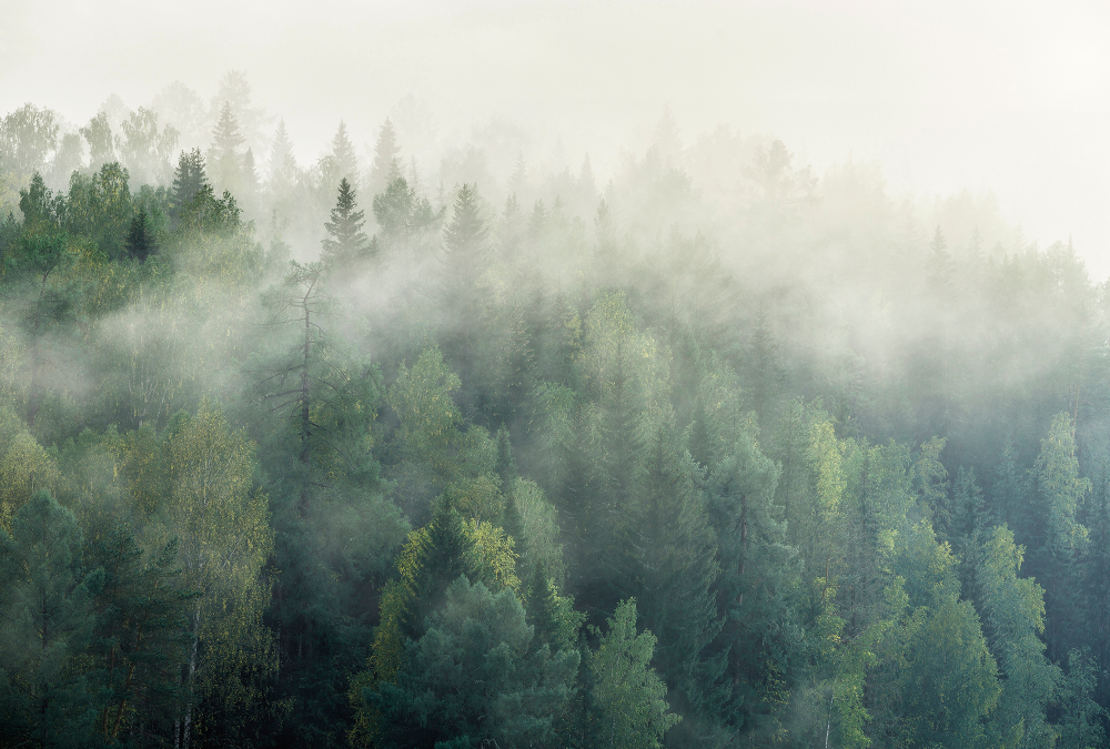 Коллекция Лес