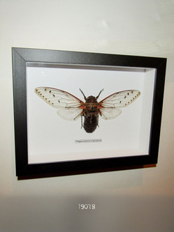 Цикада Гигантская в рамке