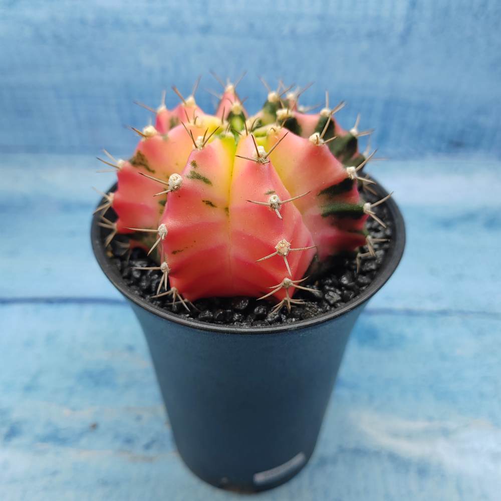 Gymnocalycium Variegata (Гимнокалициум Вариегатный)