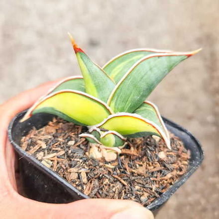 Сансевиерия RORIDA VAR