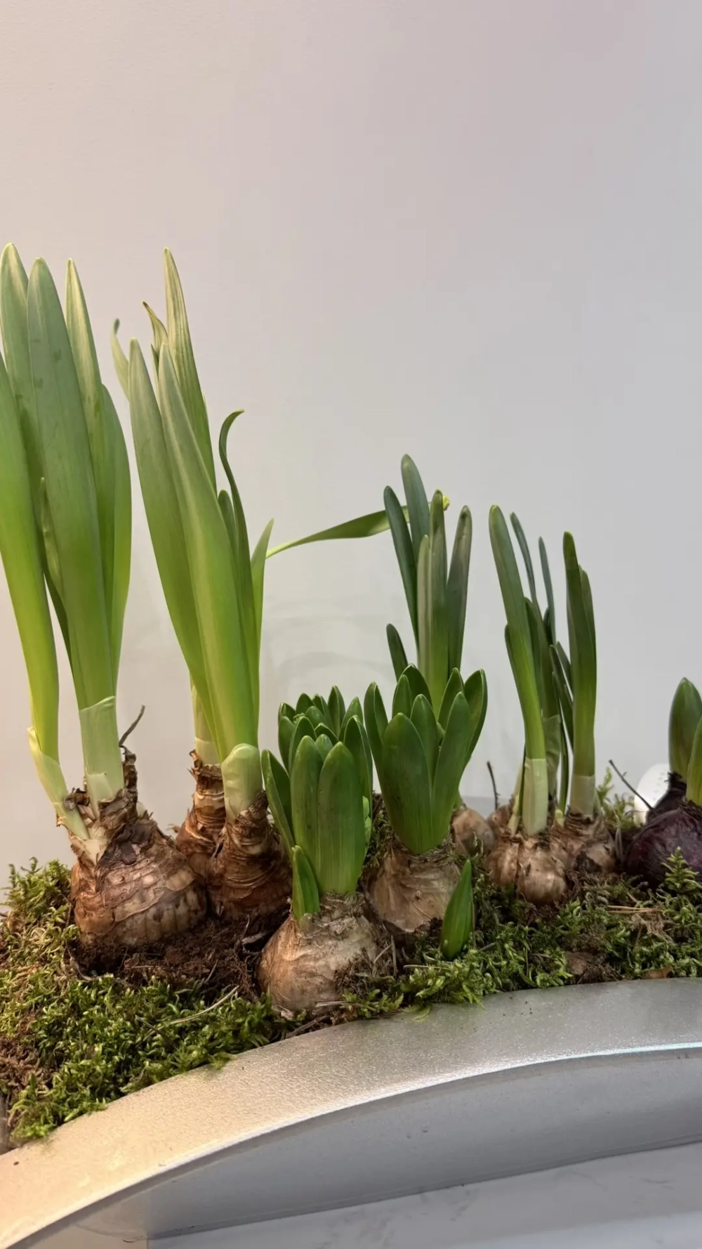 Композиция из луковичных первоцветов в кашпо