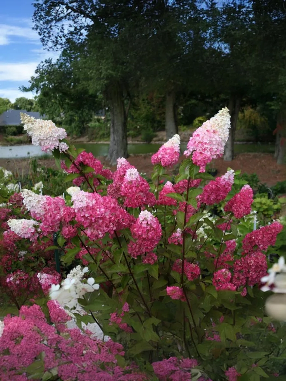 Гортензия метельчатая Фрайз Мельба