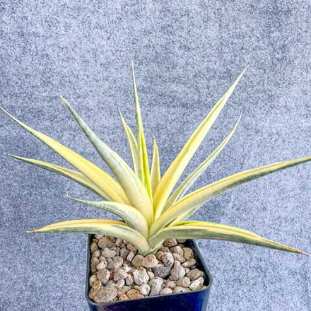 Сансевиерия GRACILIS HYBRID VAR s.L