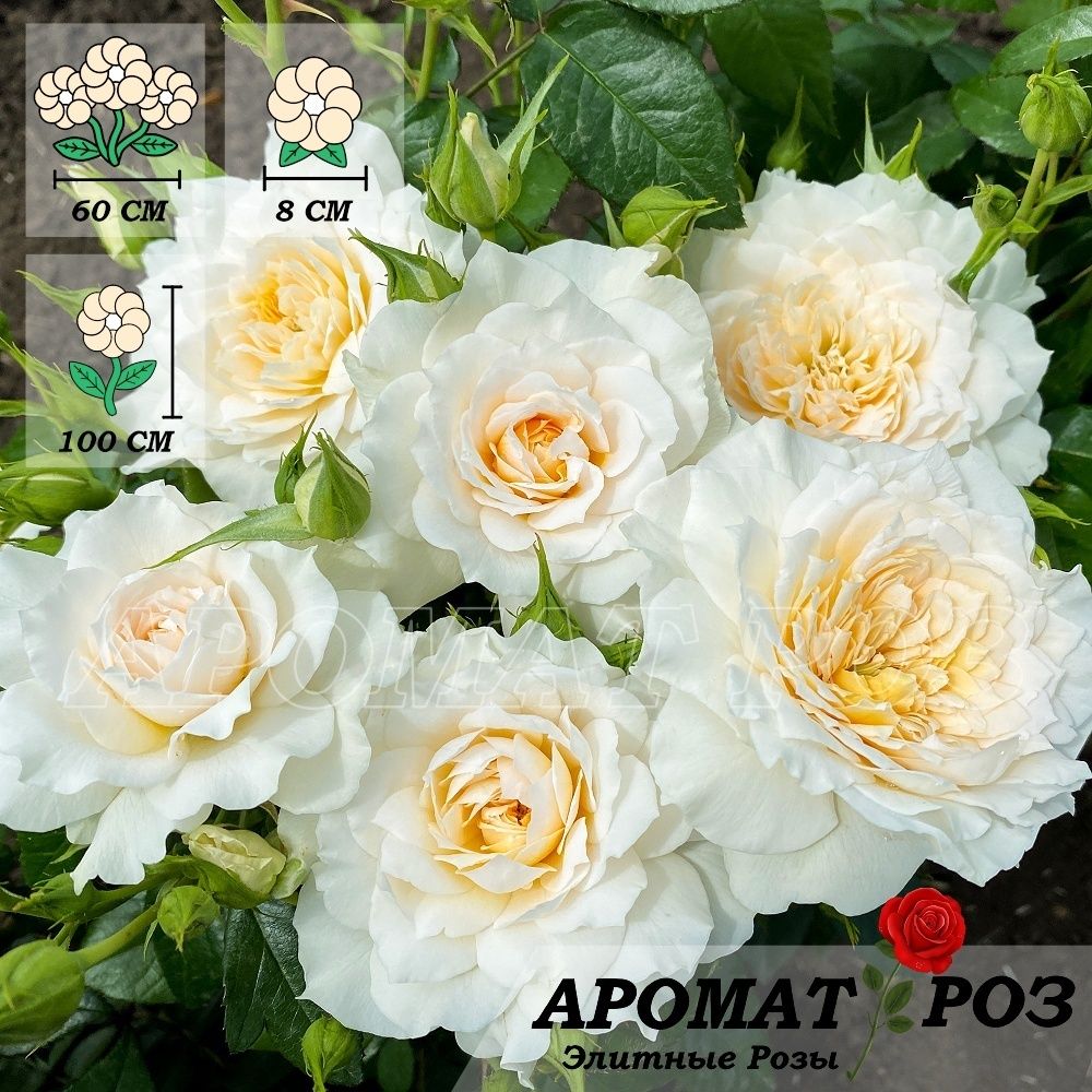 Надин Кселла-Рикки (Nadinexella-Ricci)