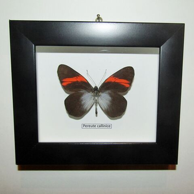 Бабочка Переута в рамке