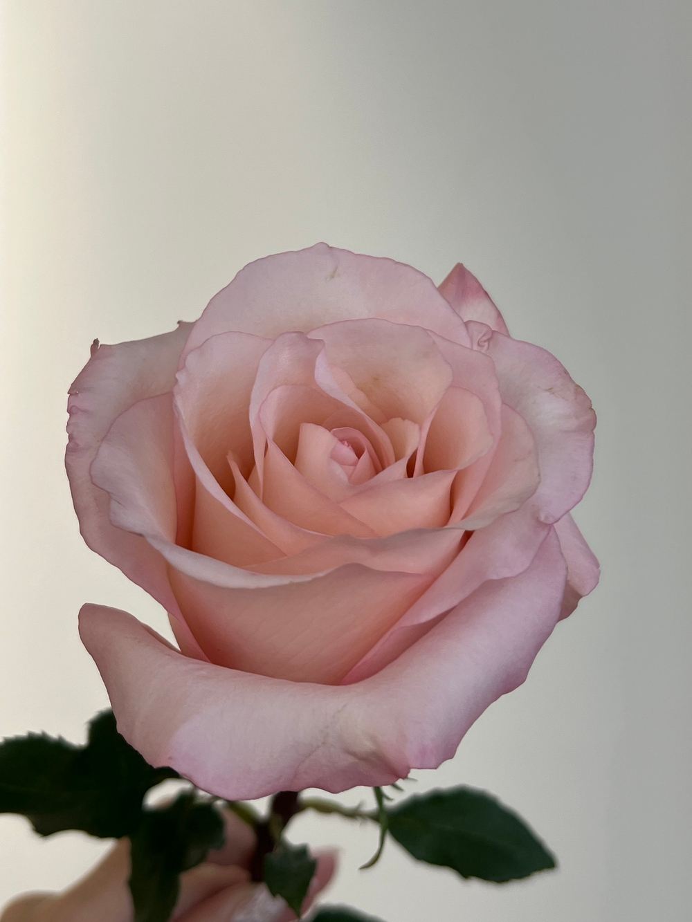 Роза одноголовая в розовом оттенке