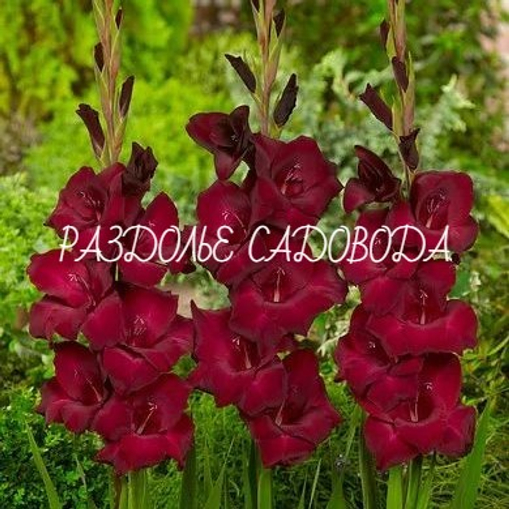 Гладиолус Эспрессо