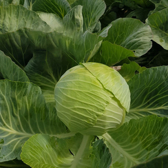 ВЕСТРИ F1 семена капусты белокочанной (Seminis | Alexagro)